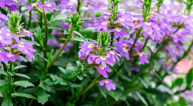 Scaevola 'Scala Cappello Early Blue'