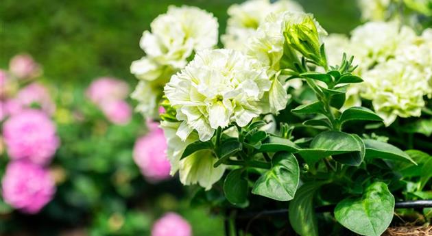 Petunia 'Origami White'