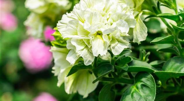 Petunia 'Origami White'