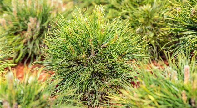 Pinus mugo 'Varella'