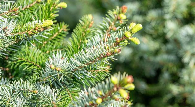 Picea omorika 'Zuckerhut'