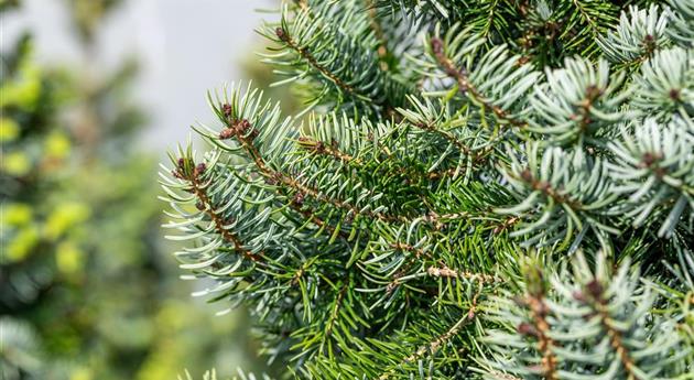 Picea omorika 'Zuckerhut'