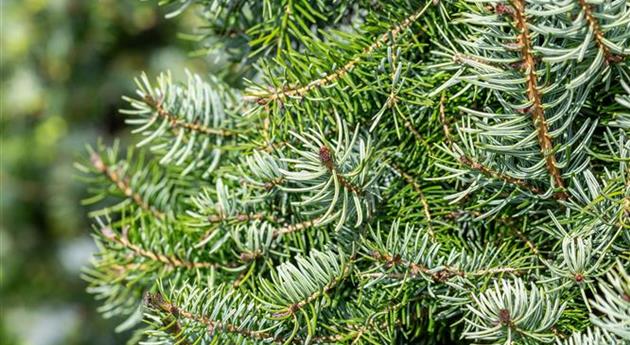 Picea omorika 'Zuckerhut'