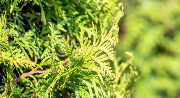 Thuja occidentalis 'Malonyana'