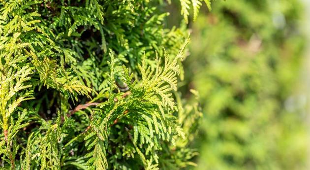 Thuja occidentalis 'Malonyana'