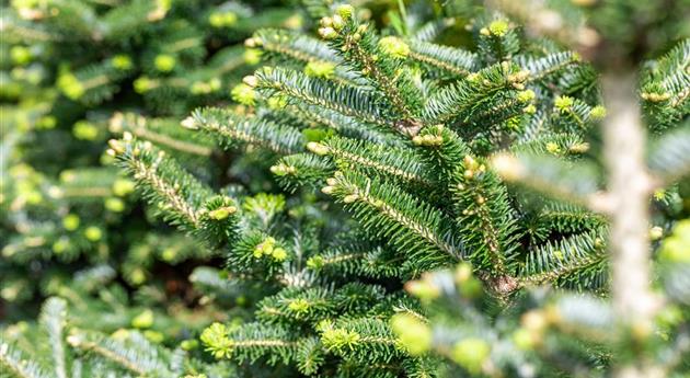 Abies x koreocarpa 'Diskus'