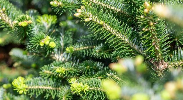 Abies x koreocarpa 'Diskus'