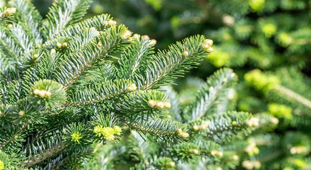 Abies x koreocarpa 'Diskus'