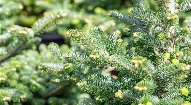 Abies x koreocarpa 'Diskus'