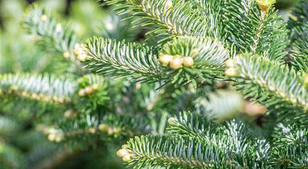 Abies x koreocarpa 'Diskus'