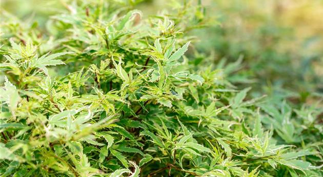 Acer palmatum 'Roseo Marginatum'