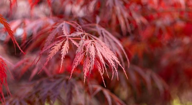 Acer palmatum 'Tamukeyama'