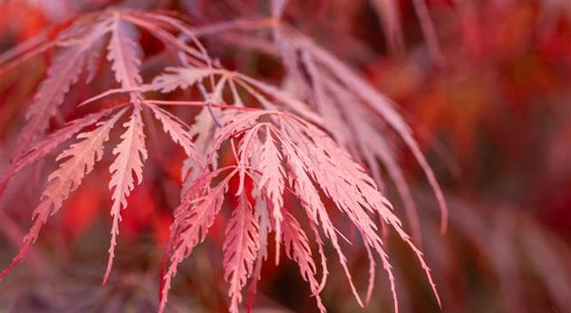 Acer palmatum 'Tamukeyama'